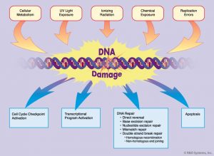 DNA Repair và ứng dụng trong mỹ phẩm